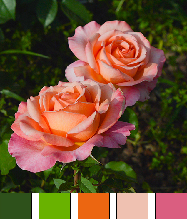10+ color palettes to enliven our world: An act of generosity, compassion and love